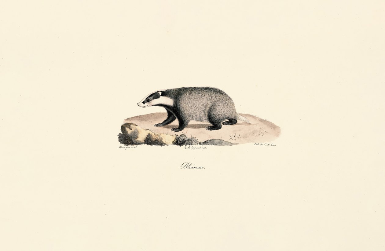 Neufundländer von Jacques Christophe Werner