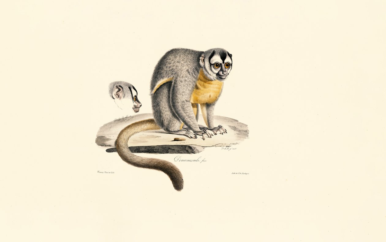 Nachtaffe von Jacques Christophe Werner