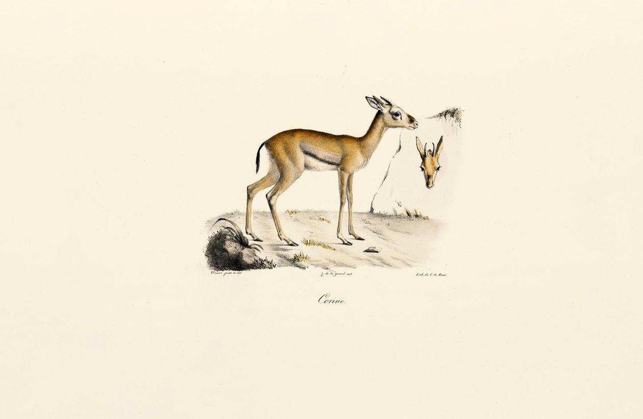 Nordafrikanische Gazelle von Jacques Christophe Werner