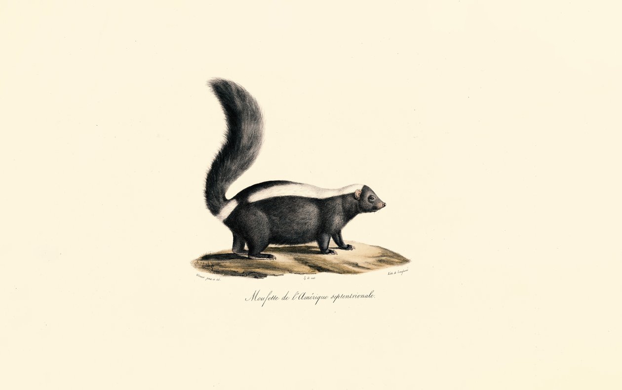 Nordamerikanisches Stinktier von Jacques Christophe Werner