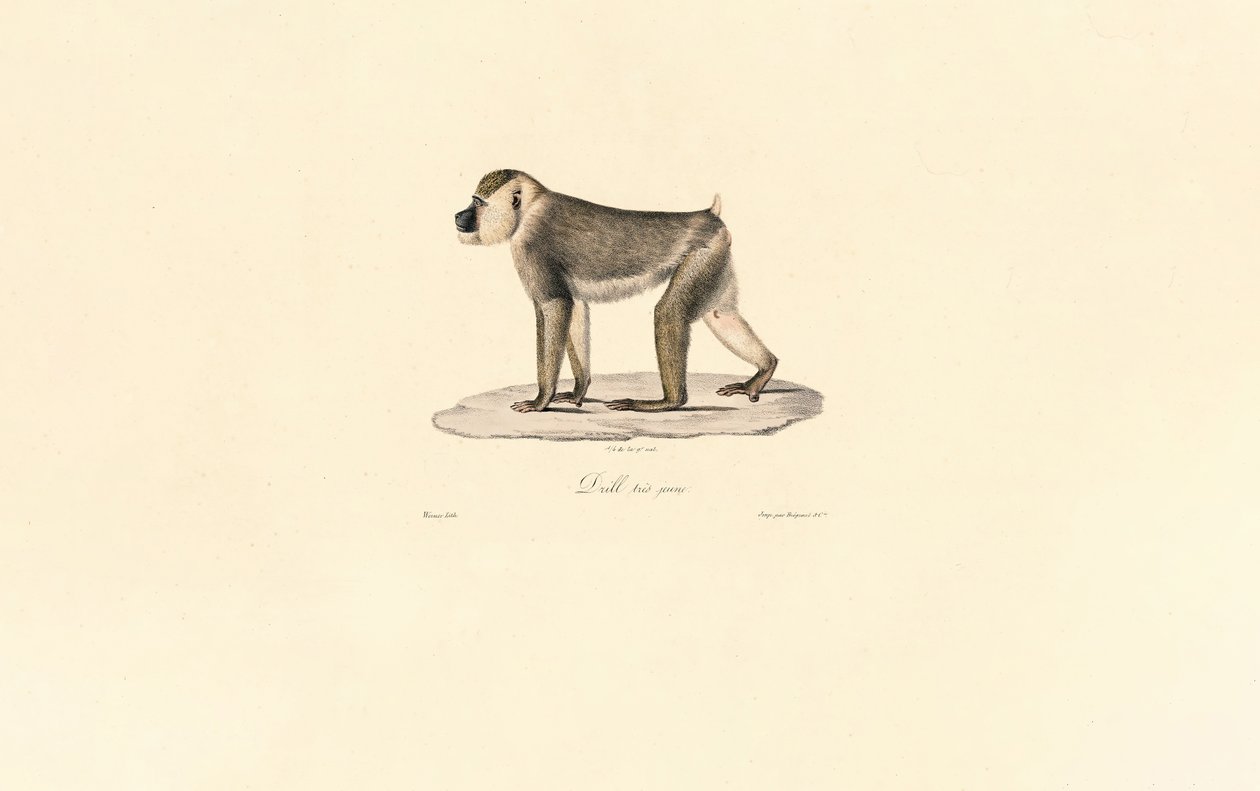Olive Pavian von Jacques Christophe Werner