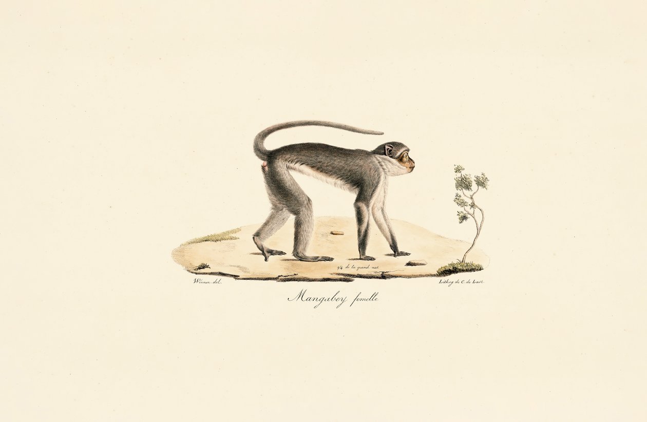 Patasaffe (weiblich) von Jacques Christophe Werner