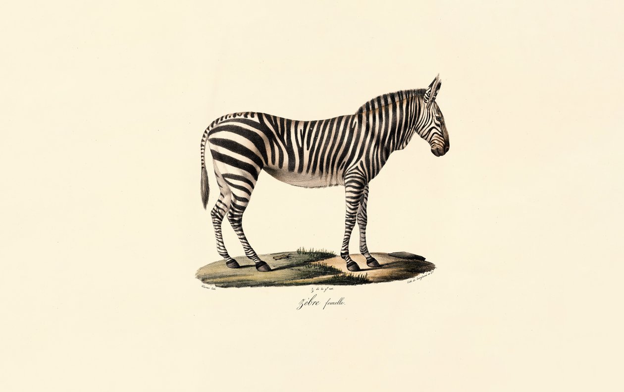 Steppenzebra, weiblich von Jacques Christophe Werner