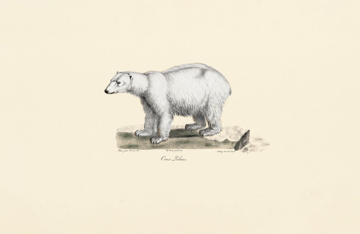 Eisbär von Jacques Christophe Werner