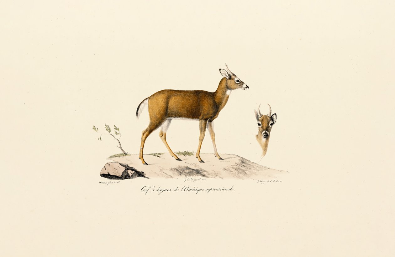 Gabelbock von Jacques Christophe Werner