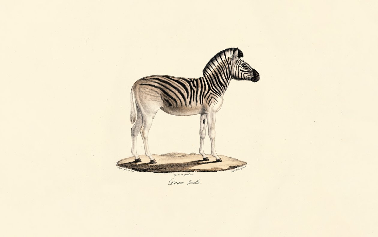 Quagga, weiblich von Jacques Christophe Werner