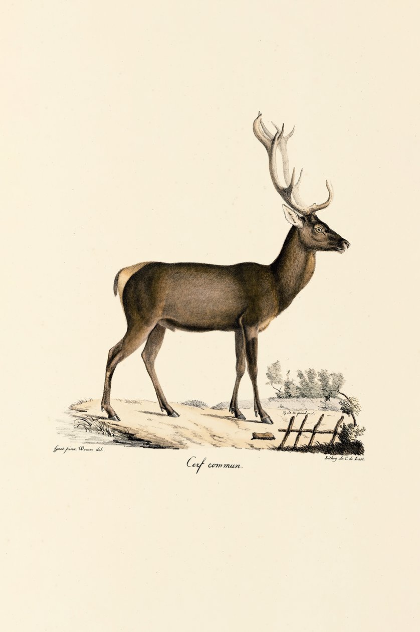 Rothirsch von Jacques Christophe Werner