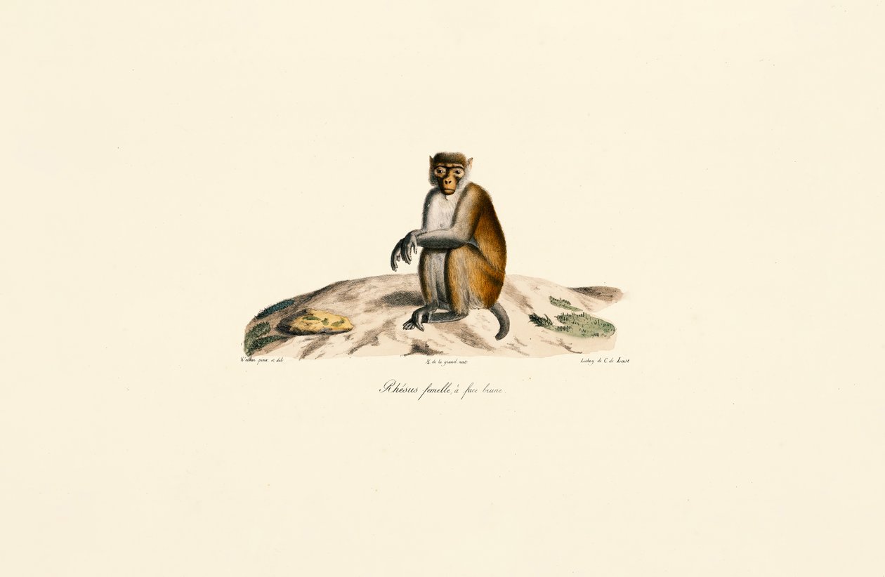 Rhesusaffe (Macaca mulatta) von Jacques Christophe Werner