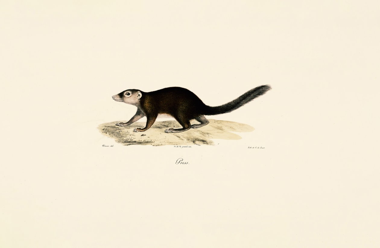 Ringelschwanz-Vontsira von Jacques Christophe Werner