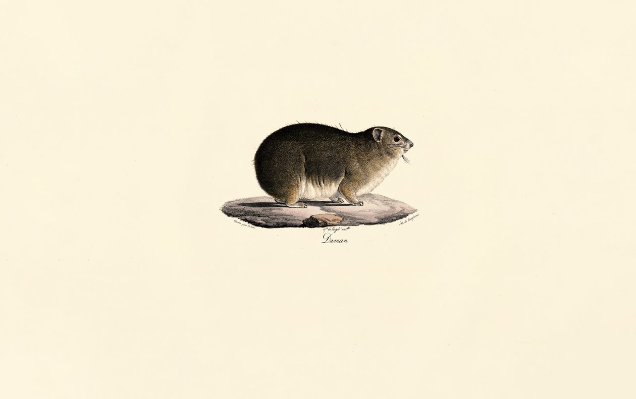 Klippschliefer von Jacques Christophe Werner