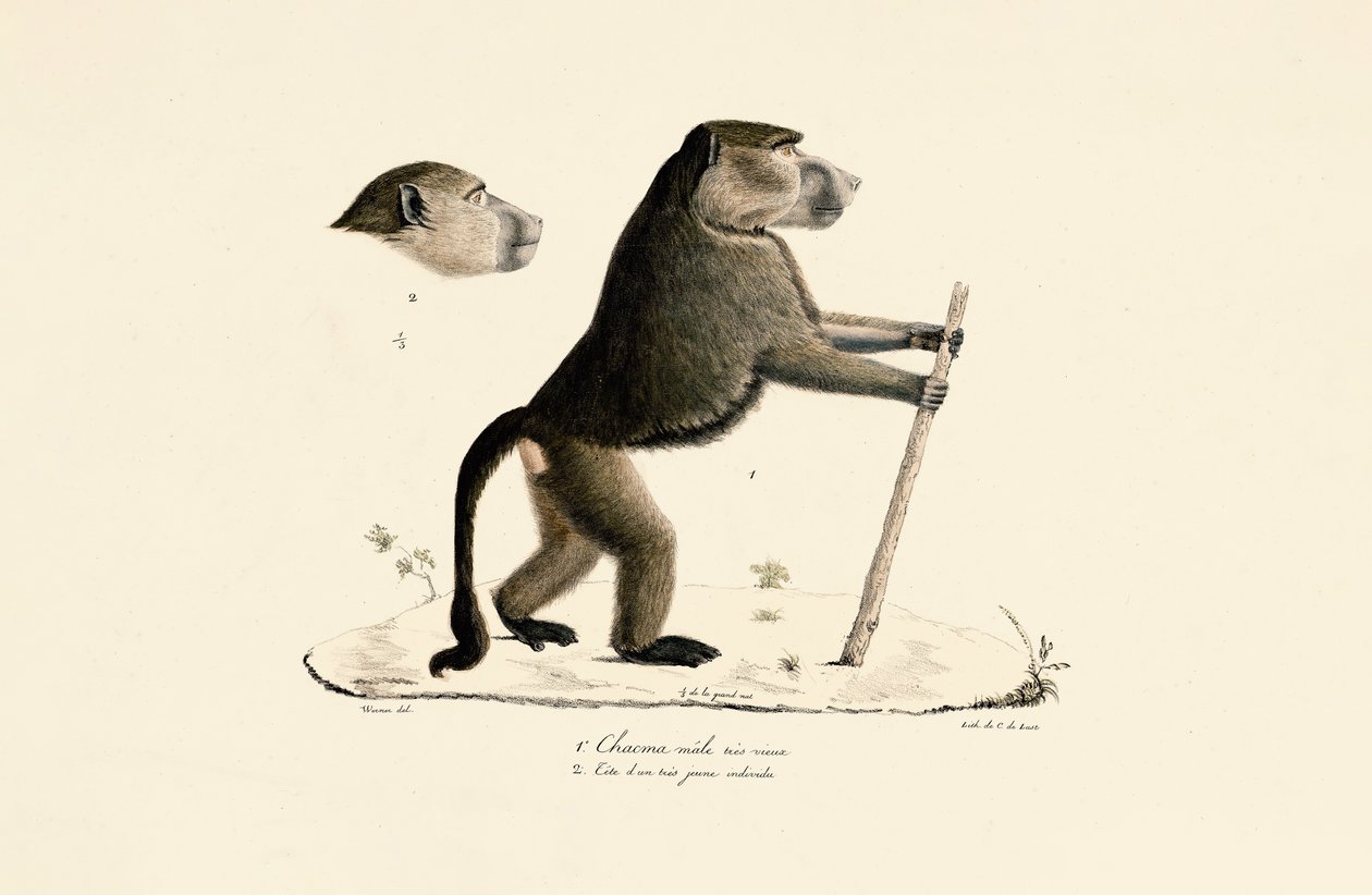 Heiliger Pavian mit Kopf eines jungen Exemplars von Jacques Christophe Werner