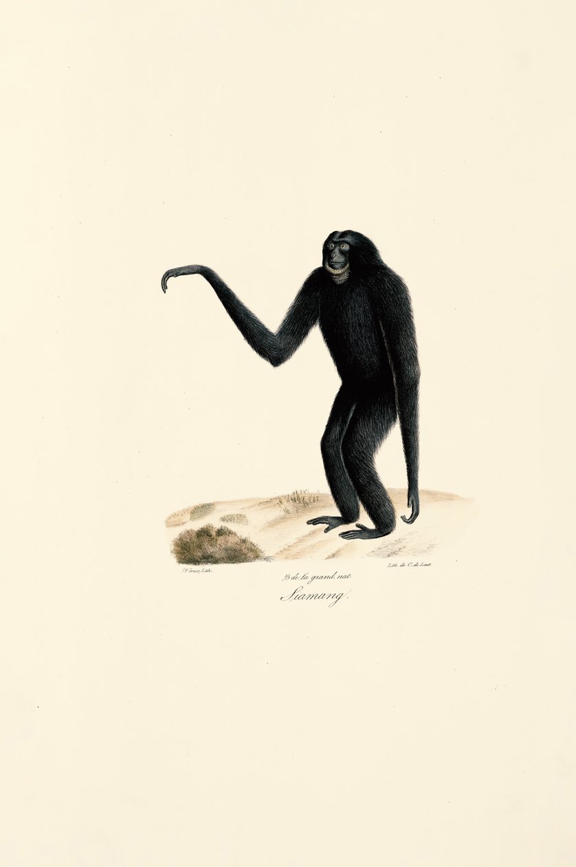 Siamang (Symphalangus syndactylus) von Jacques Christophe Werner