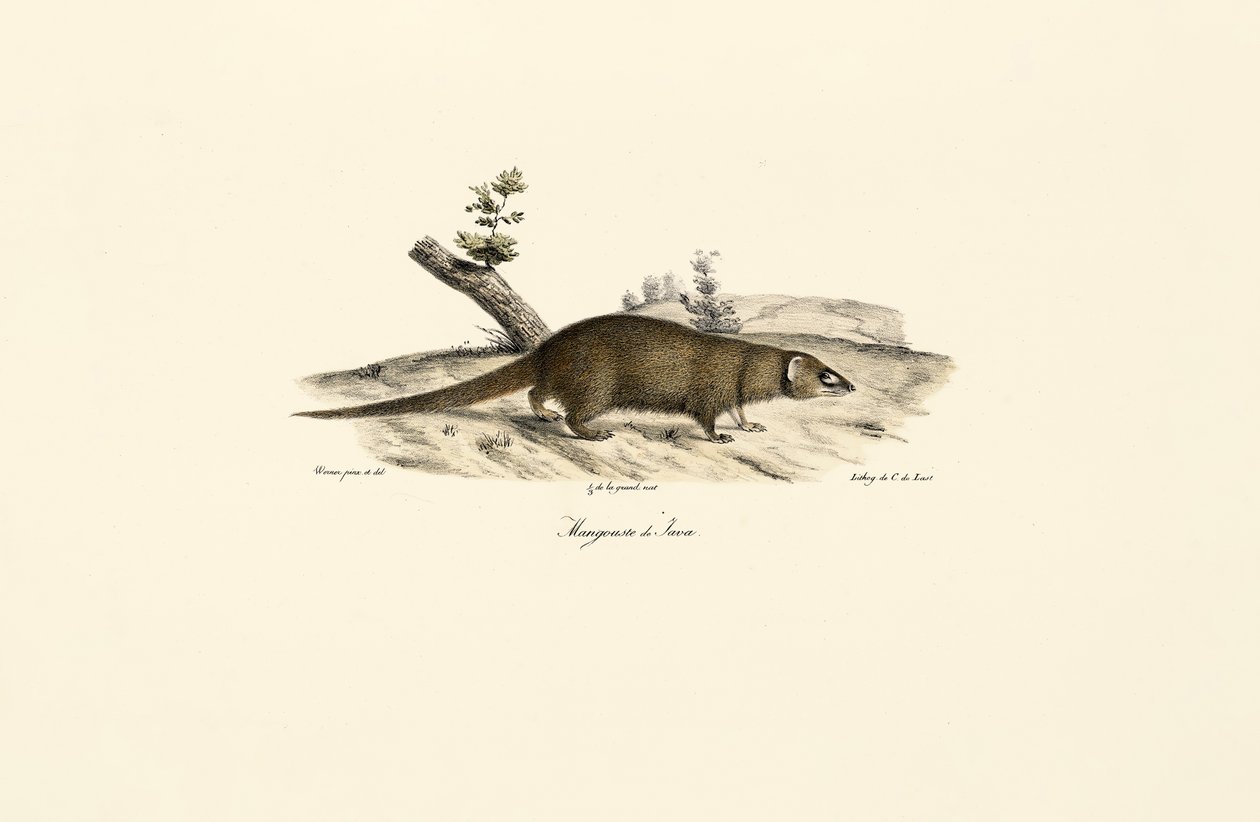 Kleiner Asiatischer Mungo von Jacques Christophe Werner