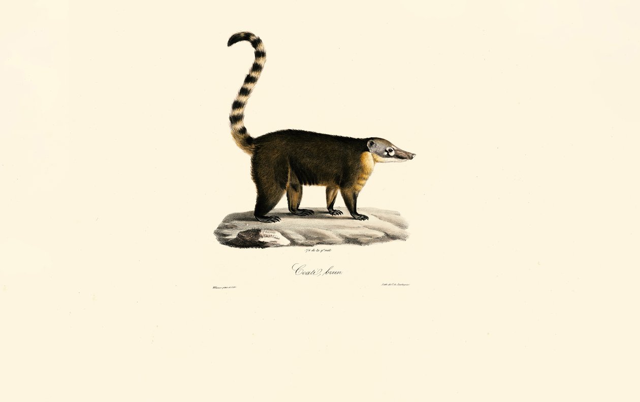 Südamerikanischer Nasenbär (Nasua nasua) von Jacques Christophe Werner