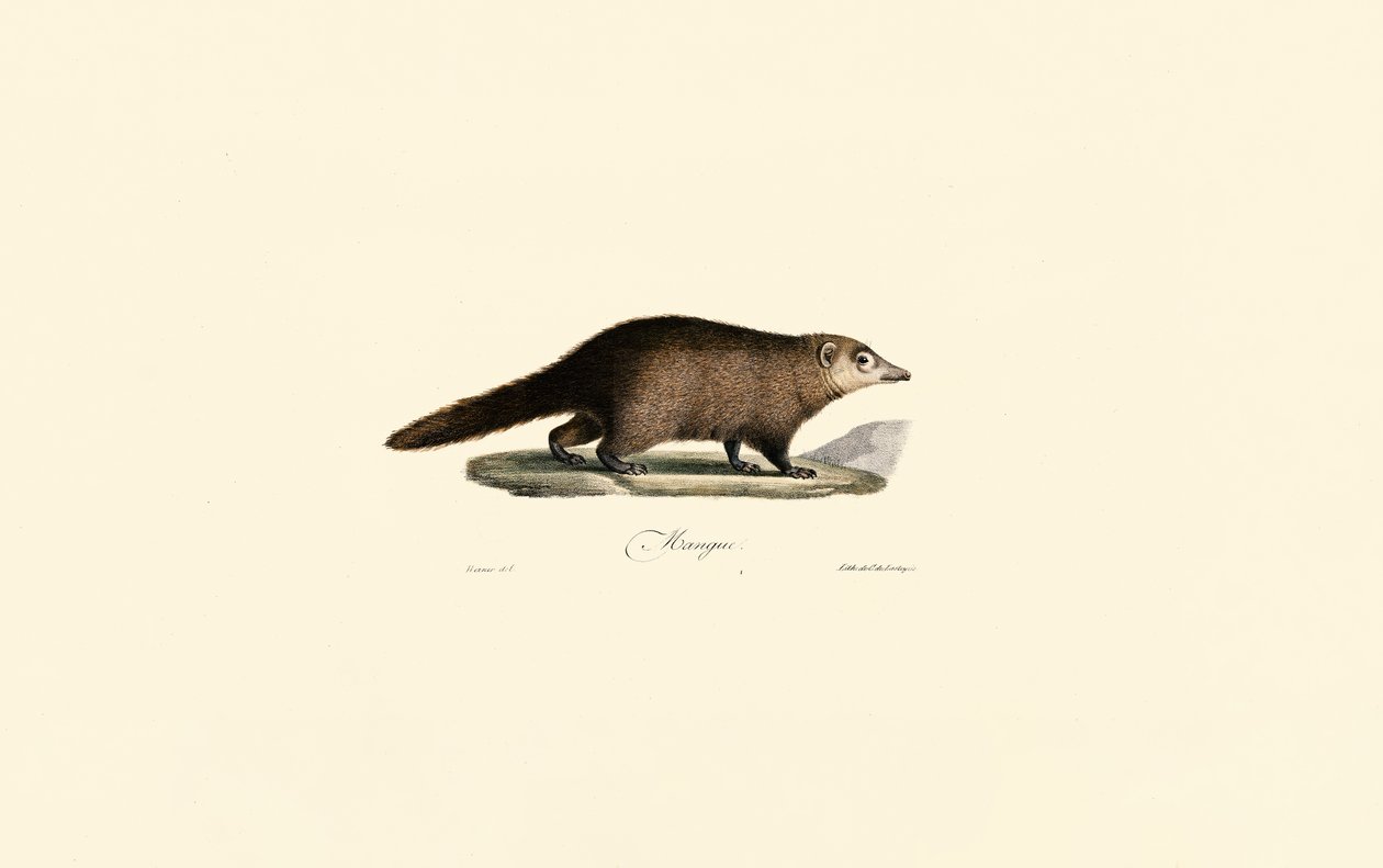 Südamerikanischer Nasenbär von Jacques Christophe Werner