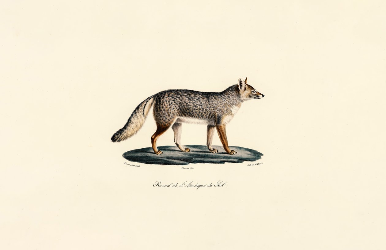 Südamerikanischer Fuchs von Jacques Christophe Werner
