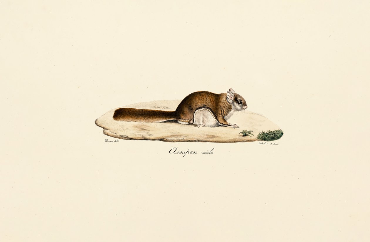 Südliches Flughörnchen (Männlich) von Jacques Christophe Werner
