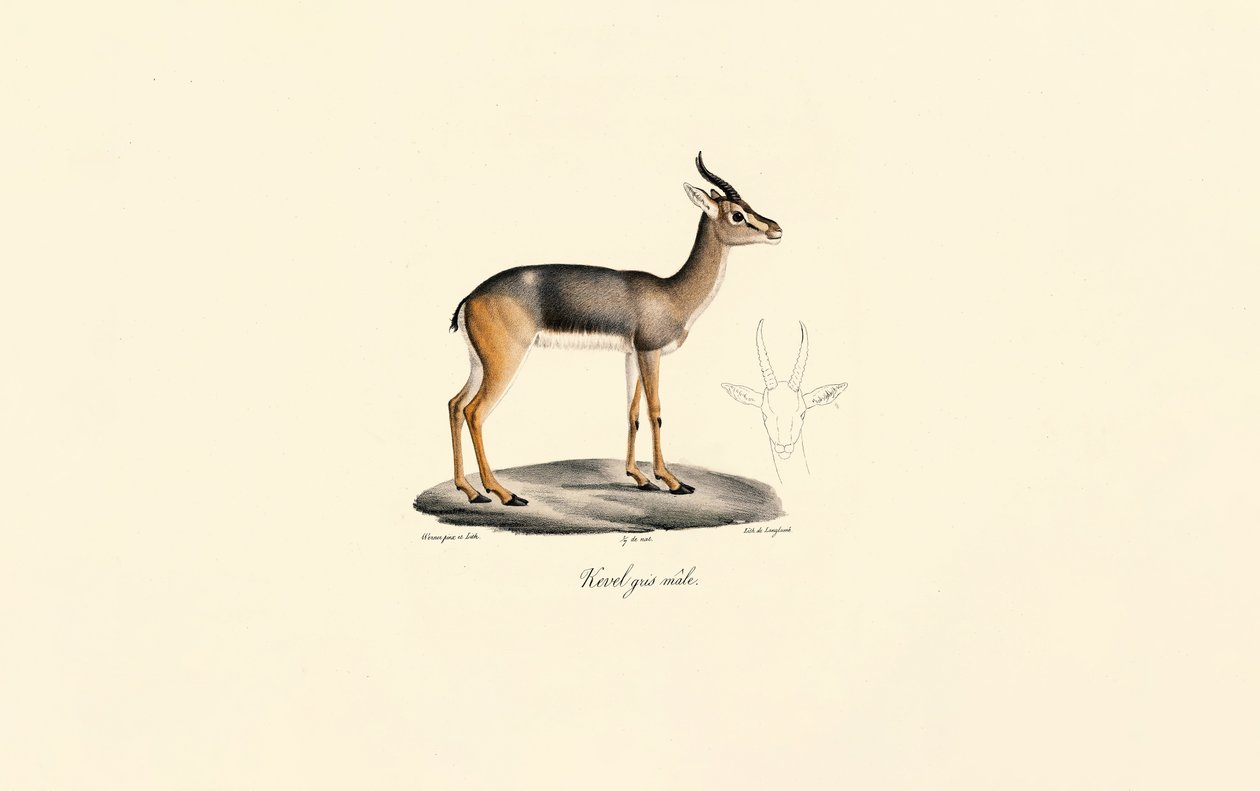 Südlicher Riedbock (Männlich) von Jacques Christophe Werner