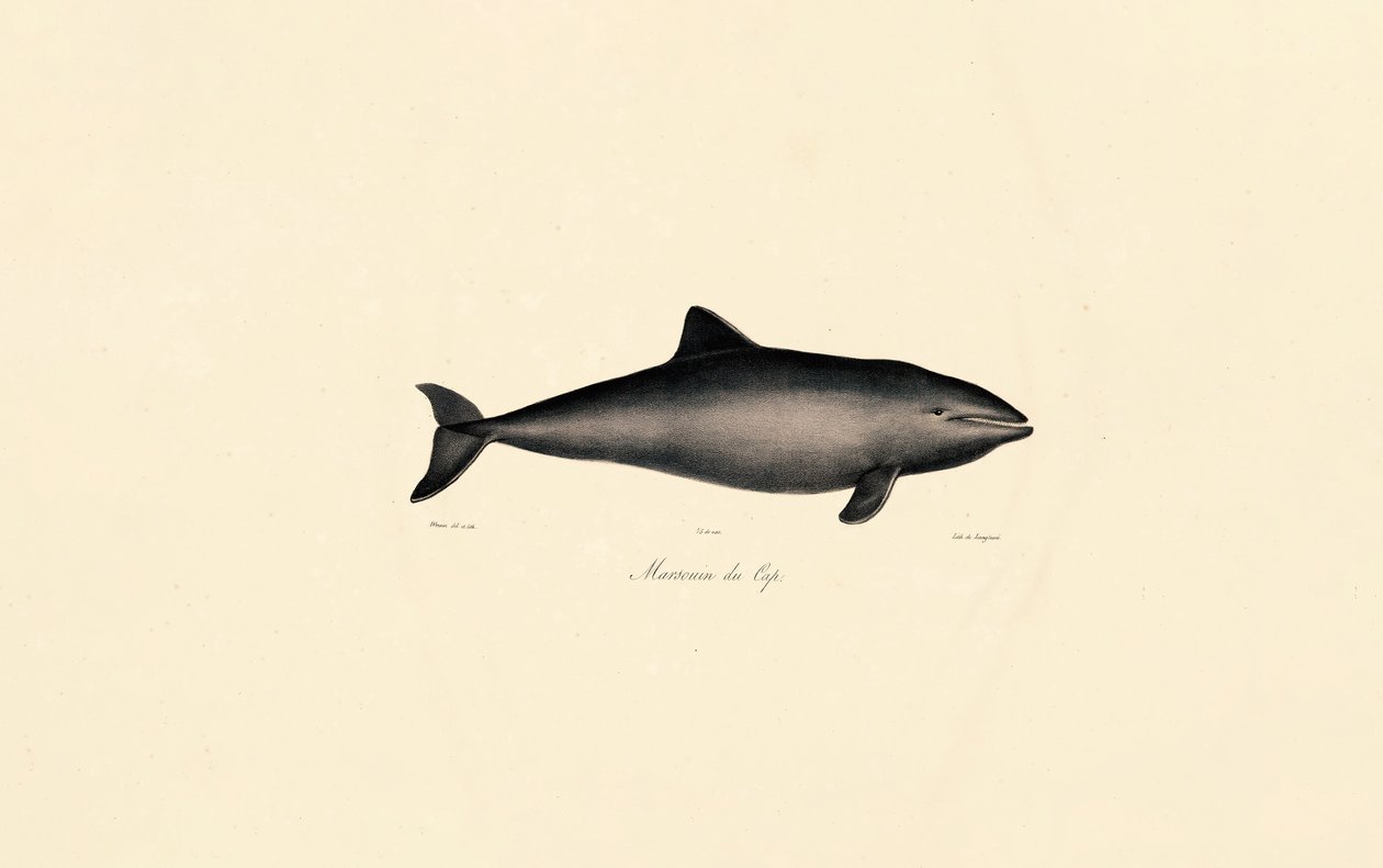 Südlicher Glattwal-Delfin von Jacques Christophe Werner