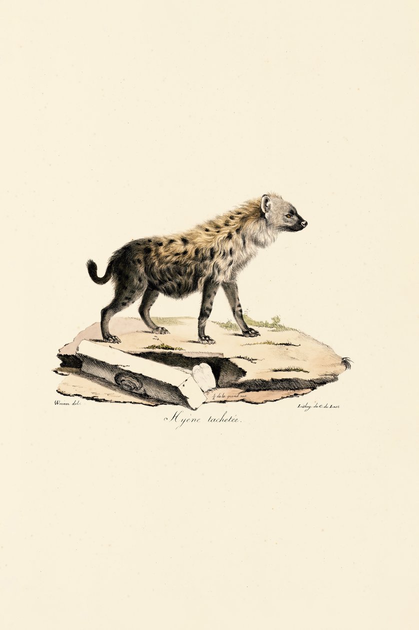 Fleckenhyäne von Jacques Christophe Werner