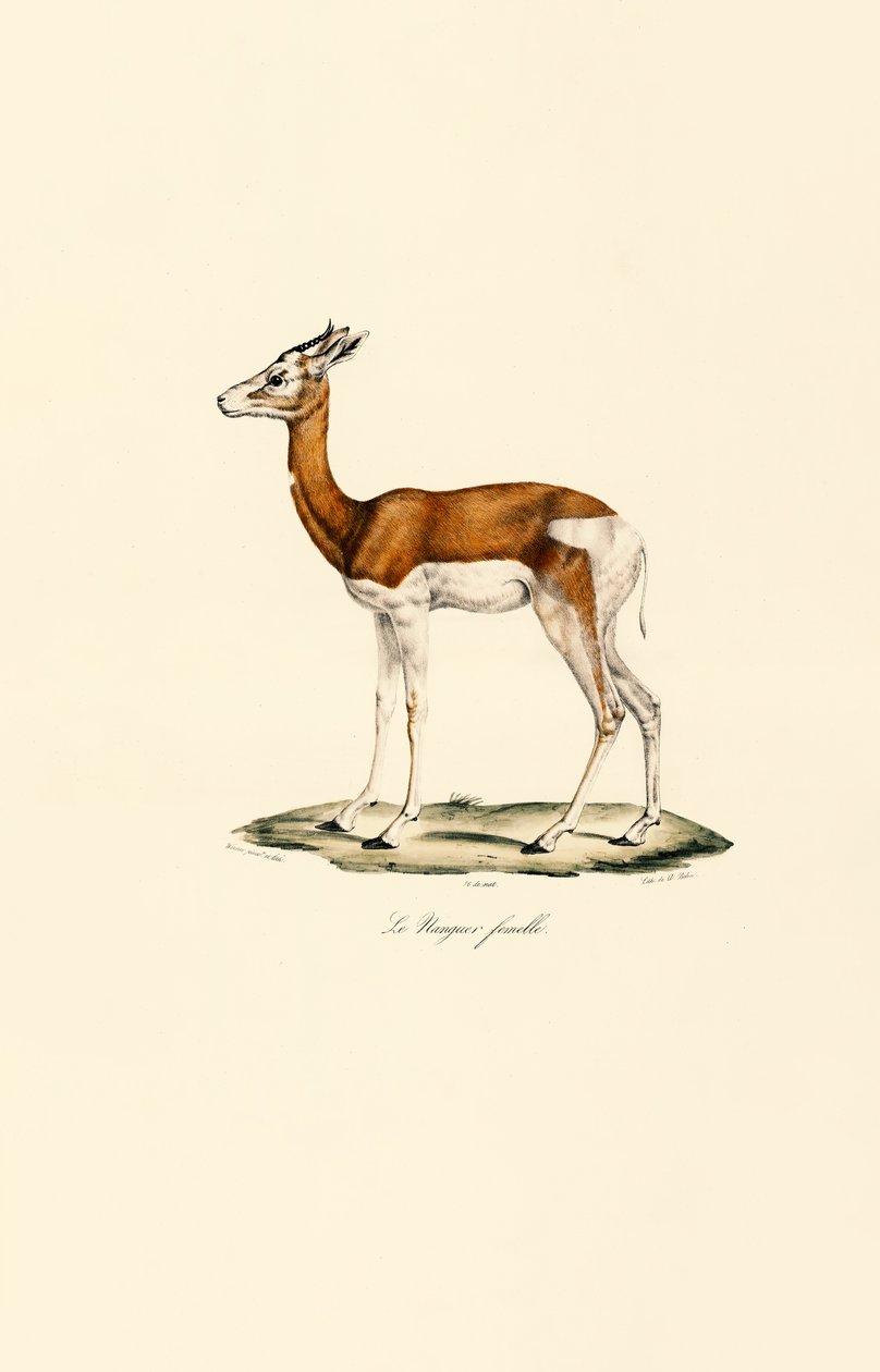 Springbock (Weiblich) von Jacques Christophe Werner