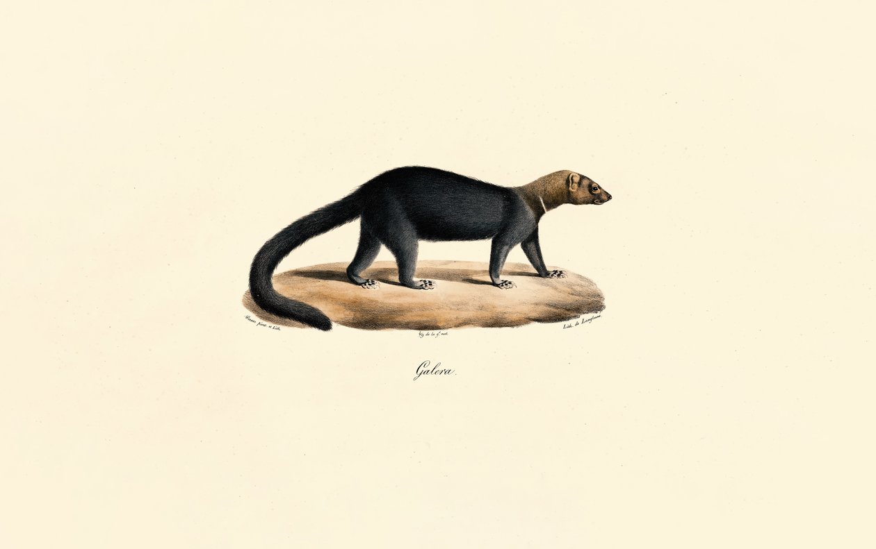 Tayra von Jacques Christophe Werner