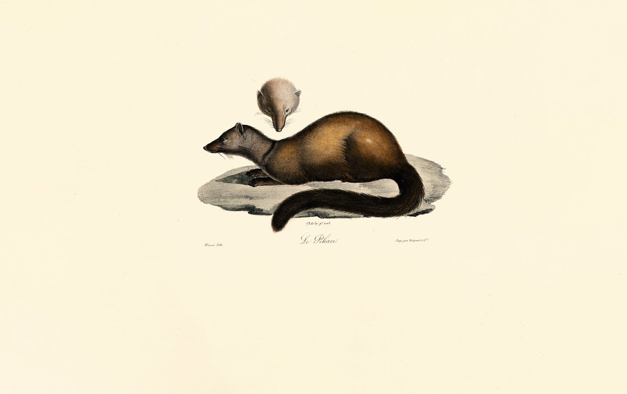 Tayra und Iltis von Jacques Christophe Werner