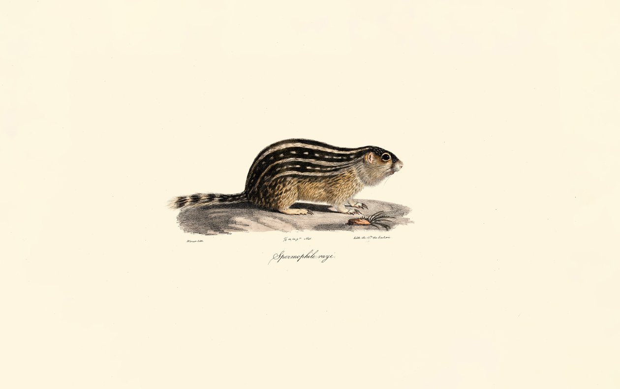 Dreizehnstreifen-Hörnchen von Jacques Christophe Werner
