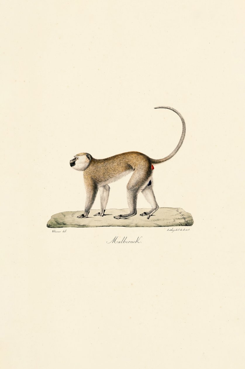 Grüner Meerkatze (Malbrouck) von Jacques Christophe Werner