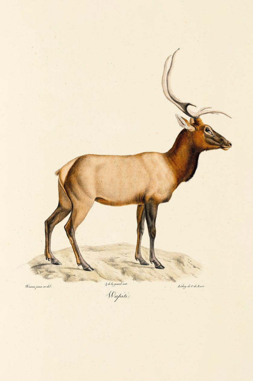 Wapiti von Jacques Christophe Werner