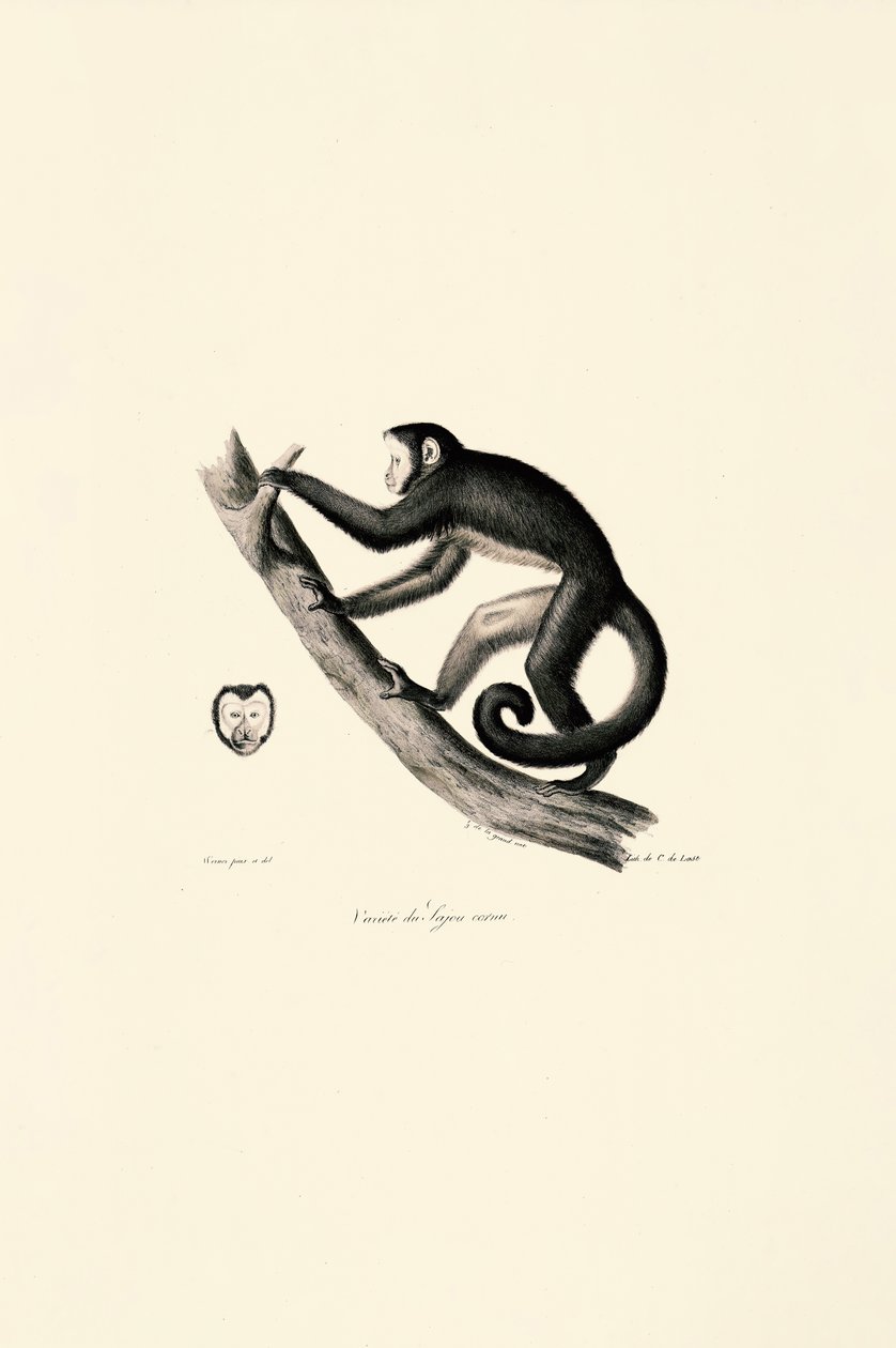 Weißstirn-Spinnenaffe von Jacques Christophe Werner