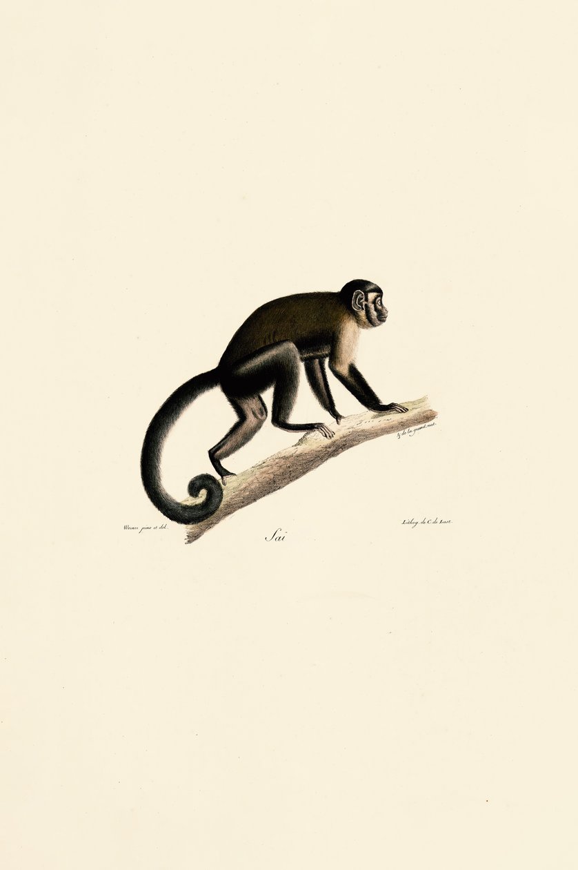 Weißkopf-Kapuziner von Jacques Christophe Werner