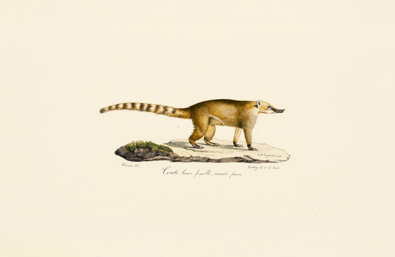 Weißnasen-Nasenbär (weiblich, hellere Variante) von Jacques Christophe Werner