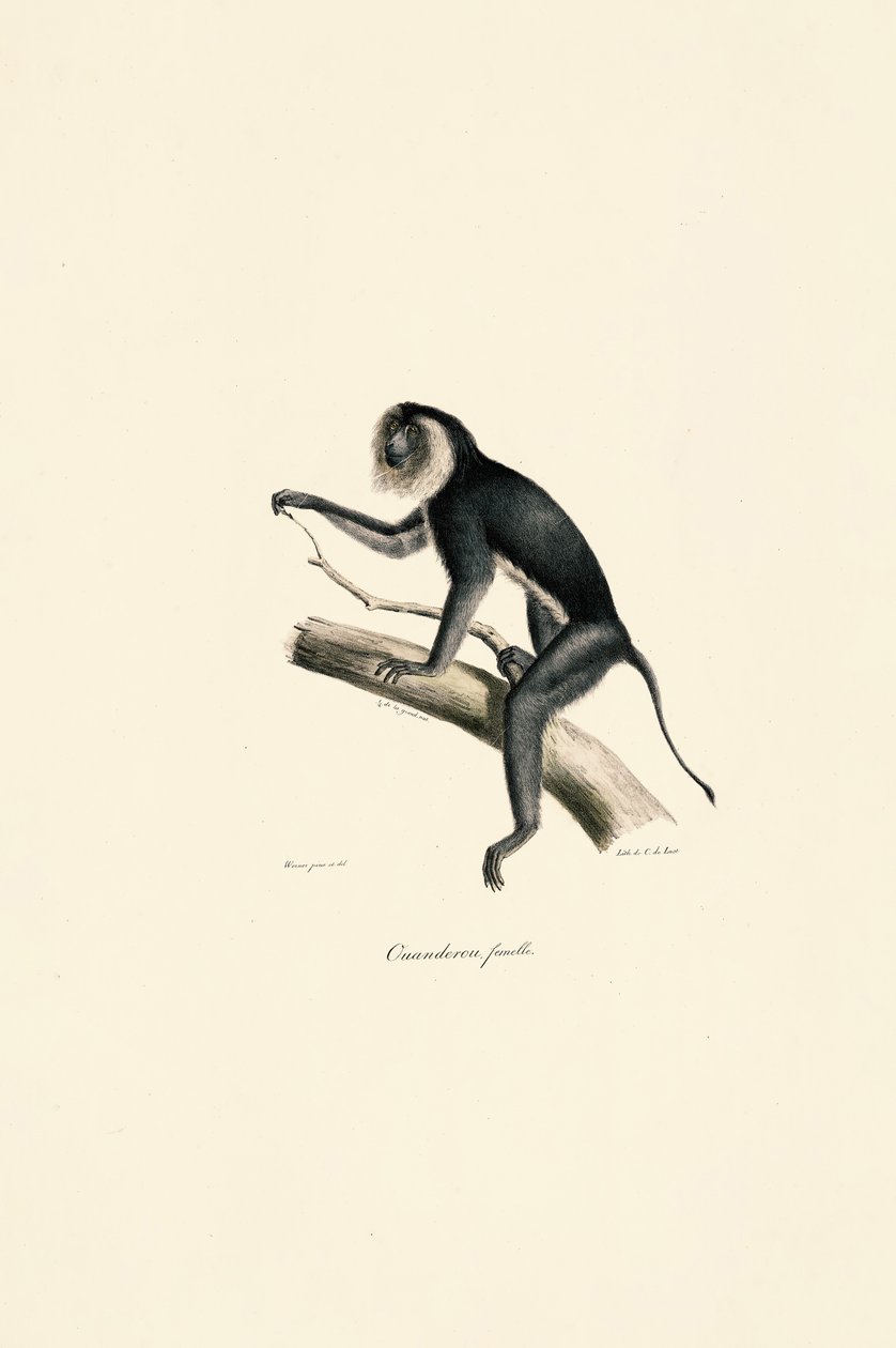 Weißschulter-Marmoset (weiblich) von Jacques Christophe Werner