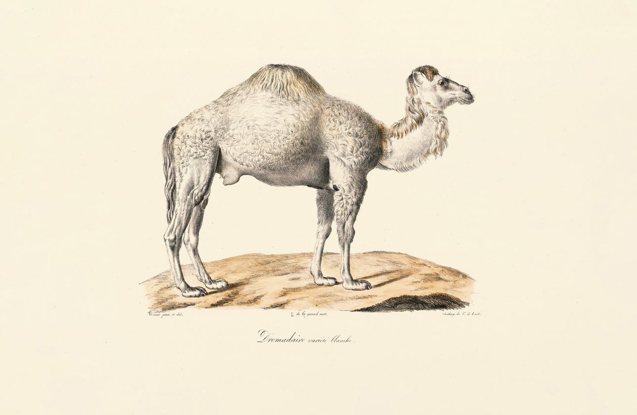 Weißer Dromedar von Jacques Christophe Werner