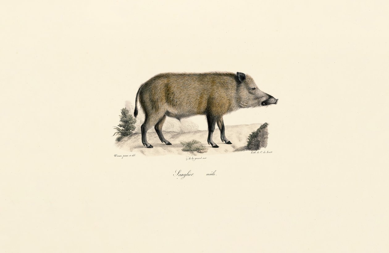 Wildschwein von Jacques Christophe Werner