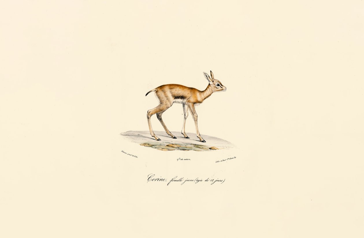 Junge weibliche Hirschziegenantilope von Jacques Christophe Werner
