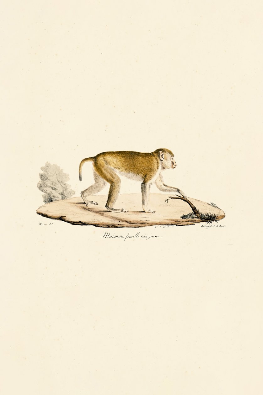 Junge weibliche Nachtaffe von Jacques Christophe Werner