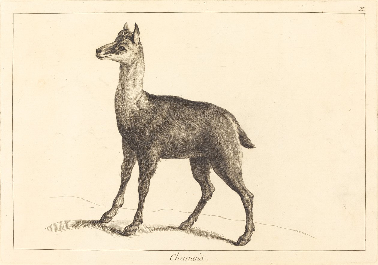 Gämse von Jacques Philippe Le Bas and Jean Eric Rehn after Jean Baptiste Oudry