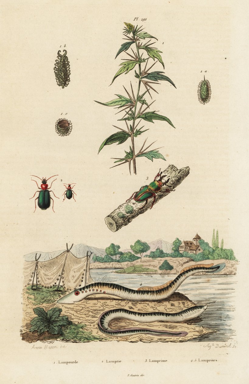 Meerneunauge und Käfer von Jacques Reyne Isidore Acarie Baron