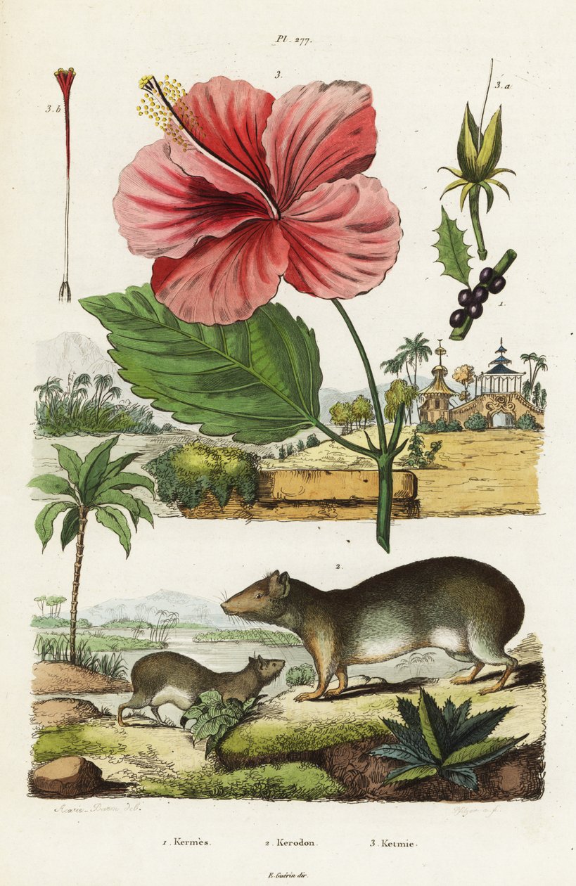 Felsenmeerschweinchen und Chinesischer Hibiskus von Jacques Reyne Isidore Acarie Baron