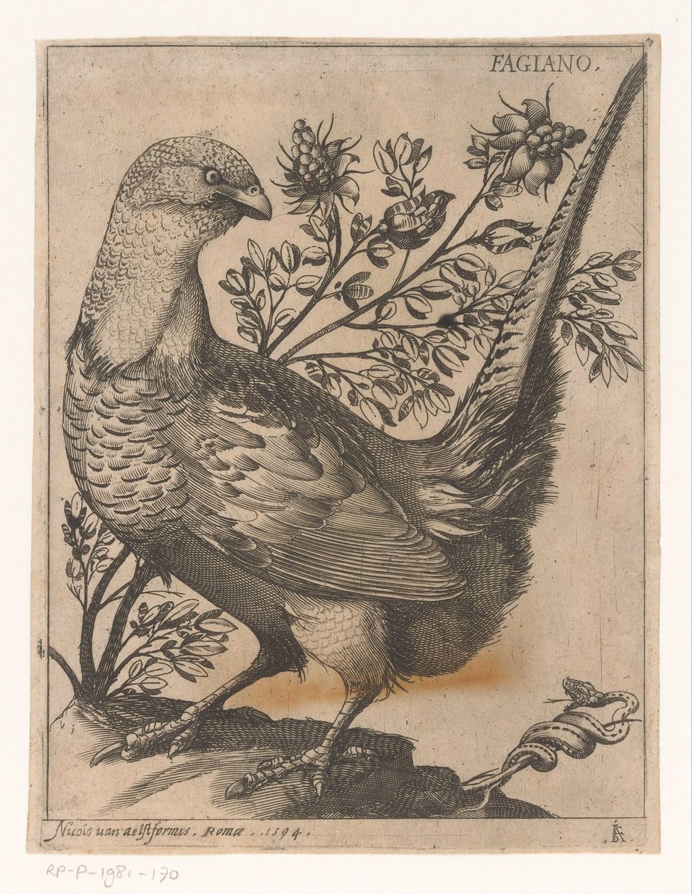 Fasan von Jacques de Fornazeris