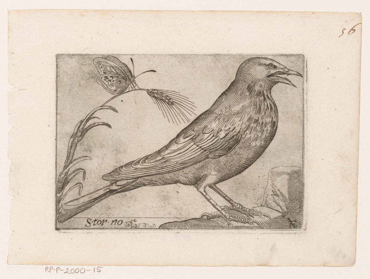 Star (Sturnus vulgaris) Storno (Titel auf Objekt) Vögel (Serientitel) von Jacques de Fornazeris