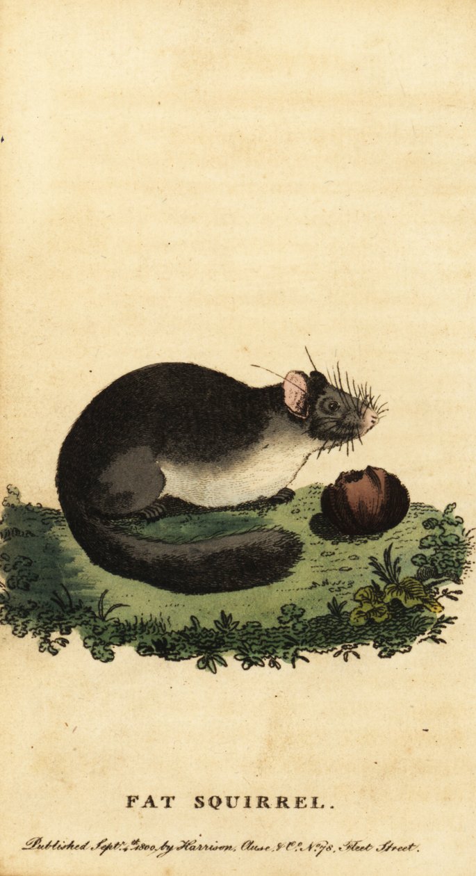 Siebenschläfer oder Fettmaus, Glis glis, 1800 von Jacques de Seve