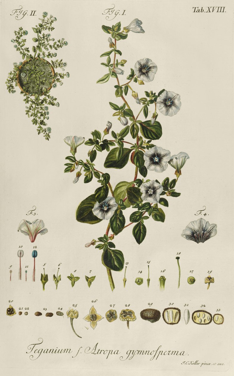 Winde: Teganium f. Atropa gymnosperma aus "Plantae Rariores" von Jakob Christoph Keller