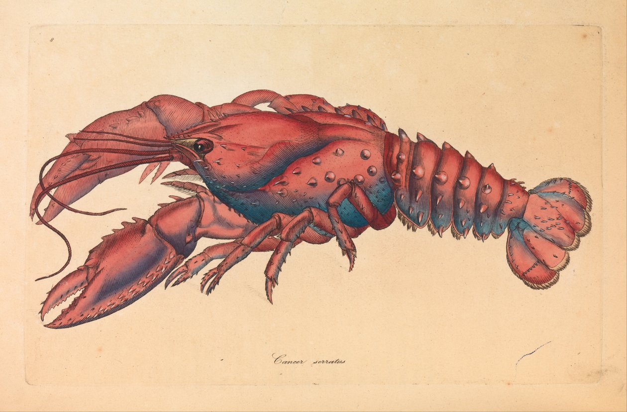 Gezackter Hummer, Cancer serratus von James Sowerby