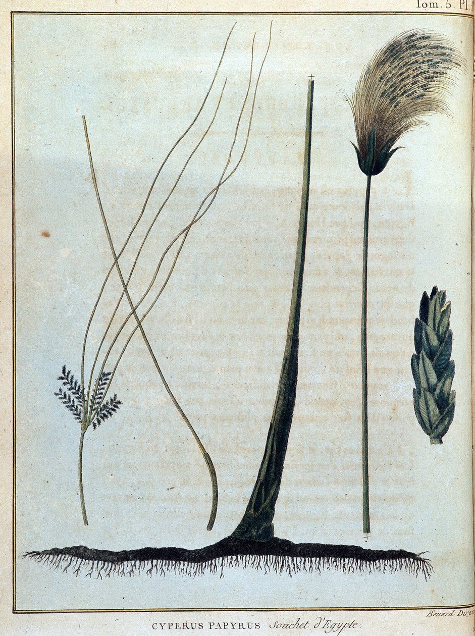 Cyperus papyrus, Stamm aus Ägypten - in „Reise nach Nubien und Abessinien unternommen, um die Quellen des Nils zu entdecken, in den Jahren 1768 bis 1772“, von James Bruce, Bd. 1, Paris von James Bruce