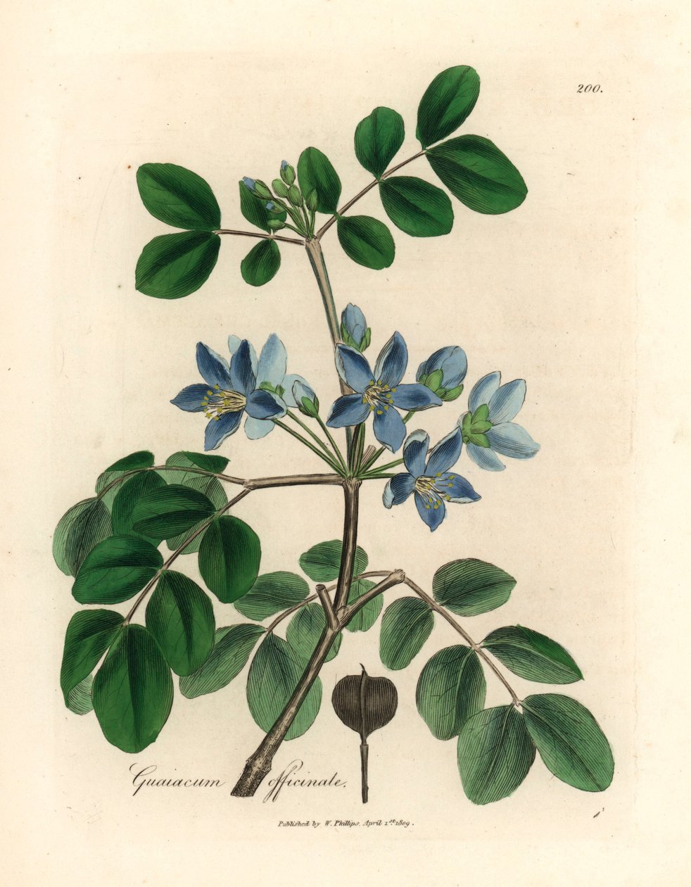 Blau blühendes Guajakholz, aus einer botanischen Illustration von James Sowerby aus William Woodville und Sir William Jackson Hooker