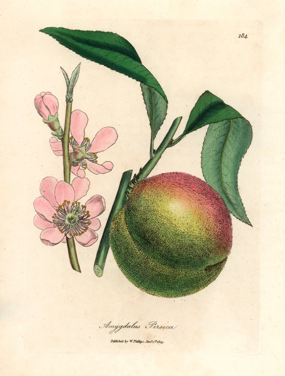 Pfirsichbaum mit reifen Früchten und rosa Blüten, Amygdalus persica, aus einer botanischen Illustration von James Sowerby aus William Woodville und Sir William Jackson Hooker
