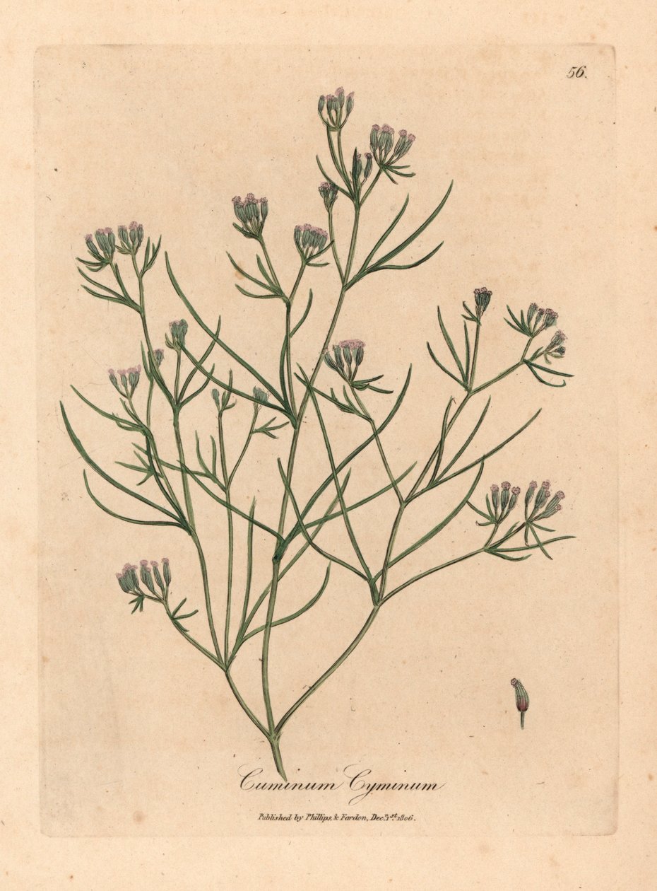 Rosa blühender Kümmel, Cuminum cyminum, aus einer botanischen Illustration von James Sowerby aus William Woodville und Sir William Jackson Hooker